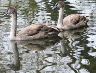 Two swans reflected in water