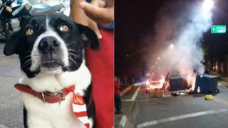 Cão Bob e protesto feito em Heliópolis