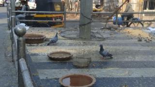 कबुतर