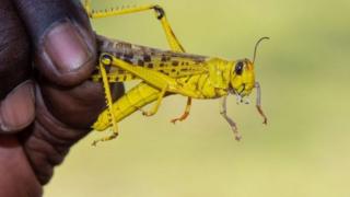 Hari ubwoba bwuko izo nzige - nubundi ubu zibarirwa muri za miliyari amagana - ziziyongera kurushaho
