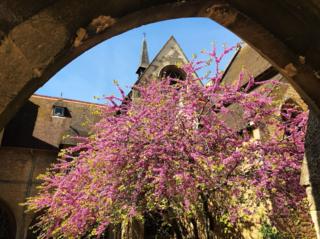 A blossoming tree in Ripon College grounds in Cuddesdon