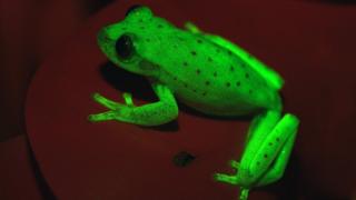 Glow in the dark tree frog