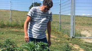 Markus Lüdi inspects a cannabis plant