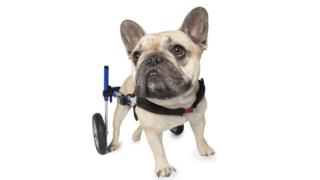 A dog with big brown eyes and big ears stares to its right while wearing a wheelchair.