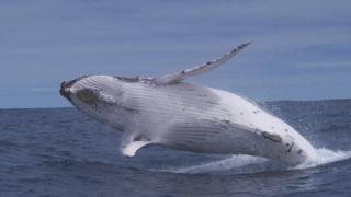 whale breaching