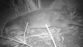 Otter spotted in Japan