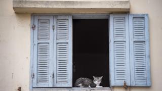 Eine Katze, die aus einem Fenster mit Fensterläden in Casablanca, Marokko - Mittwoch, 8. April 2020 schaut