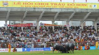Lễ hội chọi trâu Đồ Sơn 2017 có 32 trâu đến từ các phường thuộc quận Đồ Sơn.