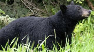 Файл изображения черного медведя в Британской Колумбии, Канада