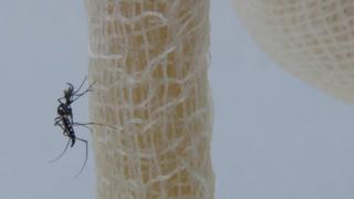 Mosquito