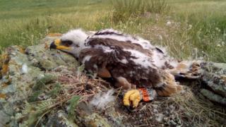 Min the eagle