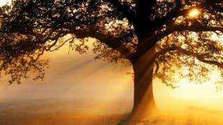 oak tree