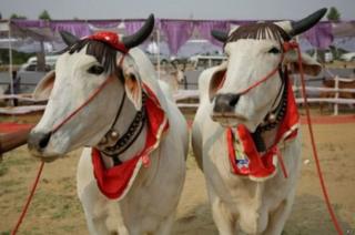 गाय