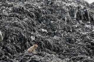 A picture taken on June 3, 2018, shows a dog siting by heaps of plastic waste at Kibarani dump site in Mombasa. On June 5, 2018 the United Nations mark the World Environment Day which plastic pollution is the main theme this year.