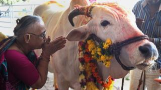 गाय