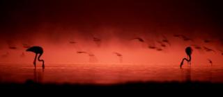 Silhouette photo of flamingos