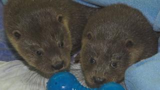 Otters Gribun and Rush