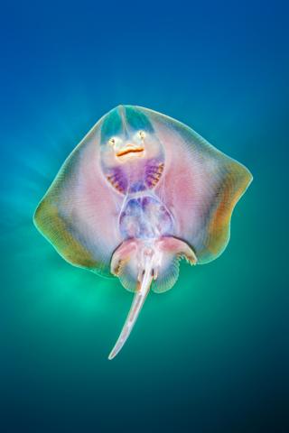 A small ray in the water at Stratoni, on the north-eastern coast of the Chalkidiki peninsula, in Northern Greece.