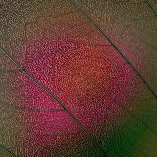 A close up of the detail of a leaf