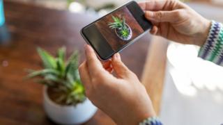 Woman takes a photo of a plant