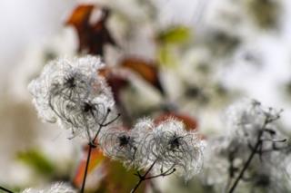 Plants snapped on an autumnal walk in Abingdon