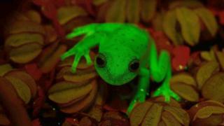 Rana fluorescente.