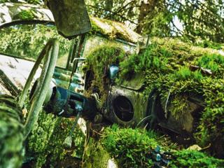 Das Armaturenbrett eines verlassenen Autos mit Moos und Pflanzen, die darin wachsen