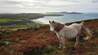 Pony grazing on the St David's Peninsula, Pembrokeshire