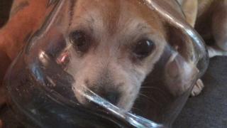Buddy the puppy