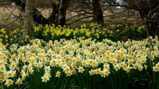 Daffodils