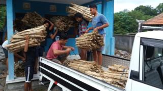 lontar