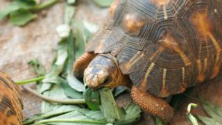 The top-secret tortoise sanctuary of Madagascar - BBC News