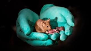 Filhotes de ratos bimaternais