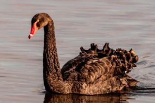 A black Swan at Windrush Nature Reserve Project near Witney