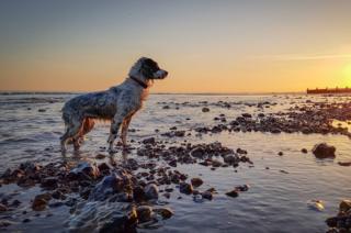 A wet dog standing in water on a beach