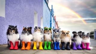 Dogs in wellies