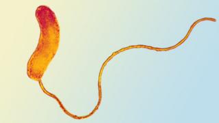 Bdellovibrio bacteriovorus