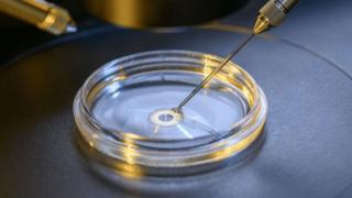 Исследование эмбрионов