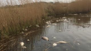 Dead fish