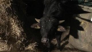 Buffalo