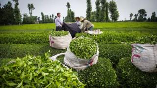 برگ چای سبز