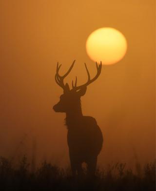 The sun rises behind a deer at dawn in Richmond Park, West London, UK. 20 September 2019.