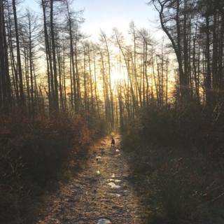 A dog in a forest near Stainburn in North Yorkshire, just outside Harrogate