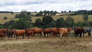 A cattle farm