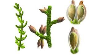 A reconstruction of what the plant may have looked like