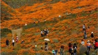 Туристы фотографируют в поле цветов