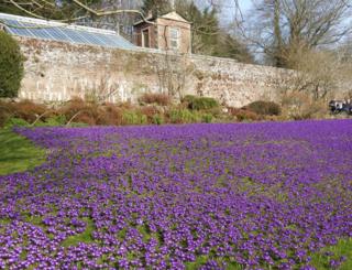 Purple flowers
