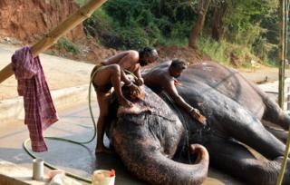 Elephant being bathed