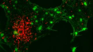 Cells used in biochemistry