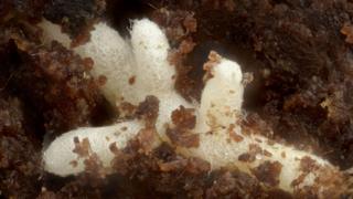 Filamentos de hongos recubren totalmente la raíz de un pino